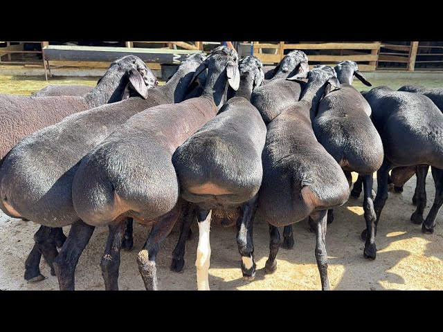 Tagildagi yalangoch plyaj