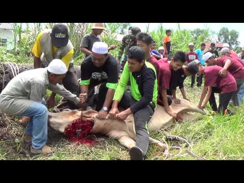 Lembu Korban Mengamuk - Aidiladha Di Kampungku  Doovi