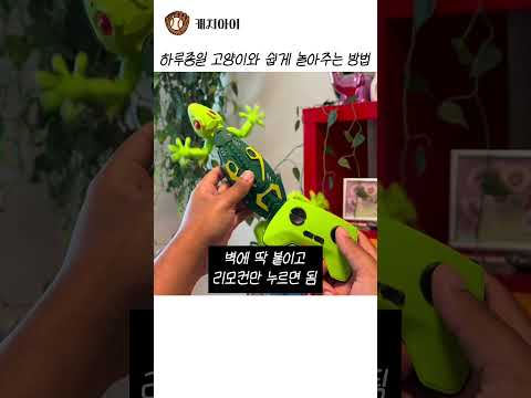 하루종일 고양이와 쉽게 놀아주는 방법 thumbnail