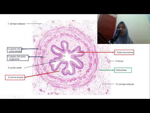 Histologi Sistem Urinaria (Ginjal, Ureter, Visika Urinaria, dan Uretra) || My Summery Eps. 1