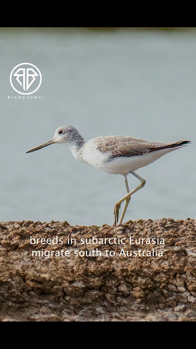 Common Greenshank ( Trinil Kaki Hijau ).