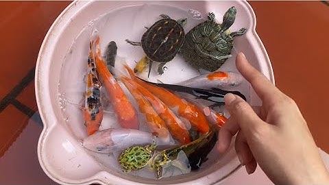 Vui học cùng bé- Học tên,màu sắc: con cá,con cua,con rùa,con tôm,con ếch…cùng mẹ chip pi nha