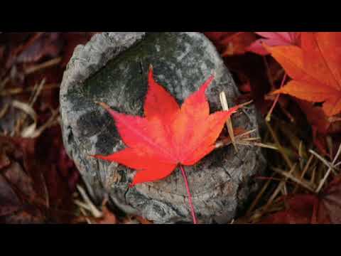 Video: Come è Apparso Il Canada