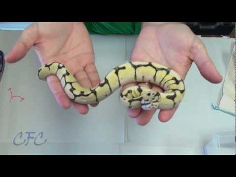 Ball Python Unboxing #8