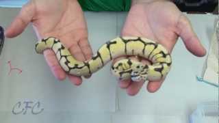 Famous Ball Python Unboxing #8 Wealth