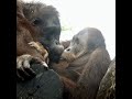 キスするオランウータン/ Orangutans kissing #Shorts