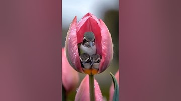 مُحَمَّدٌ رَسُولُ اللَّهِ وَالَّذِينَ مَعَهُ أَشِدَّاءُ عَلَى الْكُفَّارِ 🌟 تلاوة مؤثرة