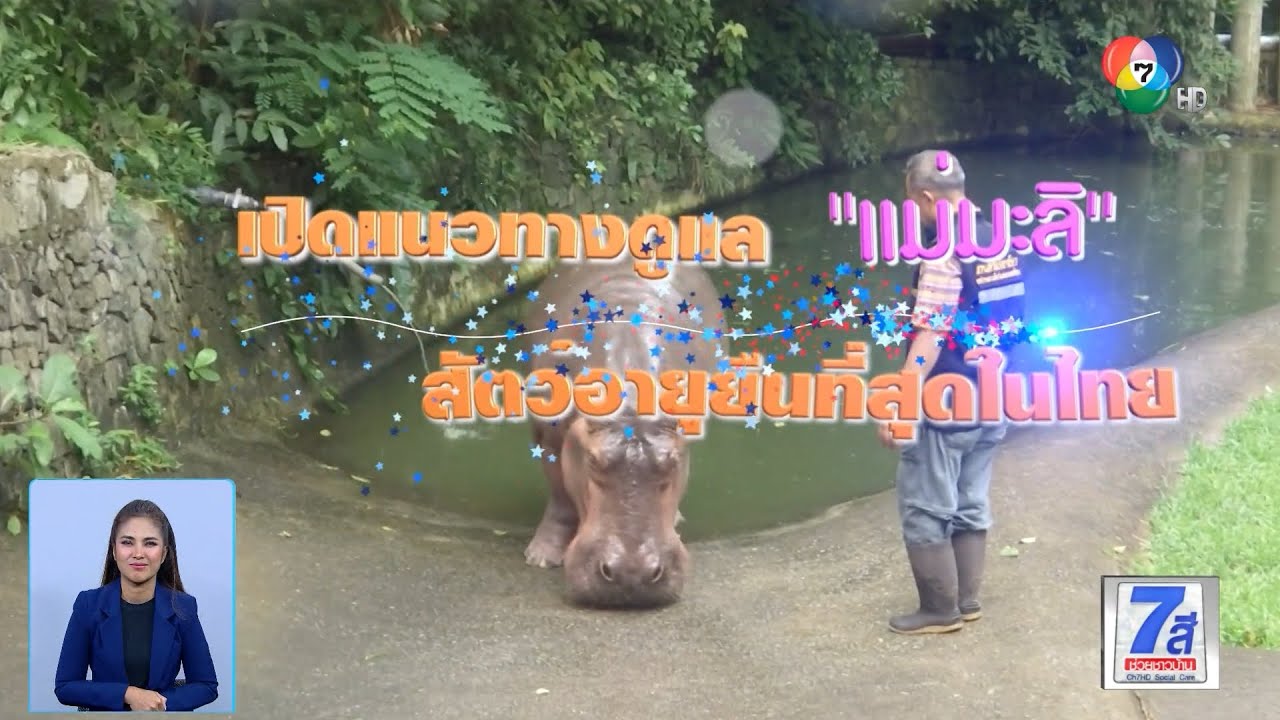 แม่มะลิ ฮิปโปโปเตมัส อายุ 58 ปี มากที่สุดในไทย | Green Report