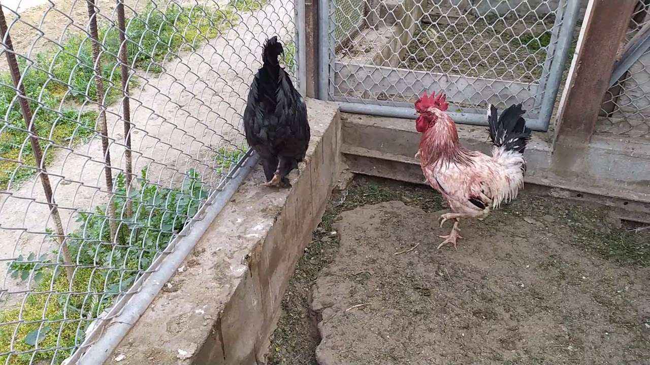 Qara xoruz ag xoruz dalasib