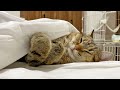 寒くなってきたので「にゃたんぽ」で寝ます。