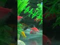 #aquarium #fishkeeping #hocac #shorts #fishtank