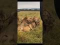 7 Male Lions Topi Boys Bonding And Patrolling Masai Mara National Park 7 Male Lions Topi Boys Bonding And Patrolling Masai Mara National Park