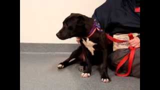 Homer-Available At The Humane Society Of Missouri