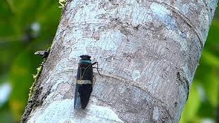 Cicada Tosena 020 2
