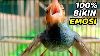 Tembakan JOSS Burung Prenjak Merah GACOR Bikin Prenjak / Cinenen Langsung Keluar EMOSI TARUNG