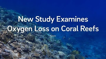 New Study Examines Oxygen Loss on Coral Reefs
