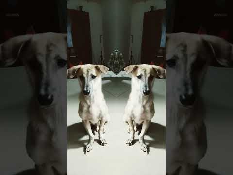 Cute #shortvideo #puppy #shortsviral #youtubeshorts #viralshorts #shorts