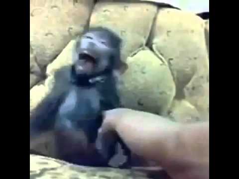 面白い猿の笑い声 Youtube