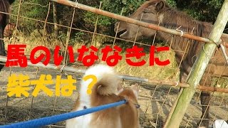 馬のいななきにおののく柴犬ちゃめとのほほん柴犬まめ 馬のいななきにおののく柴犬ちゃめとのほほん柴犬まめ