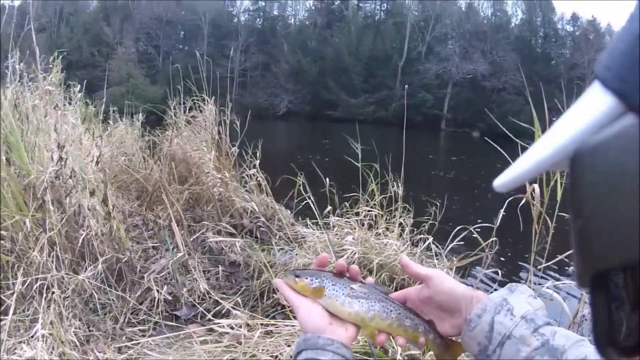 Wolf River Trout Fishing 11319 YouTube