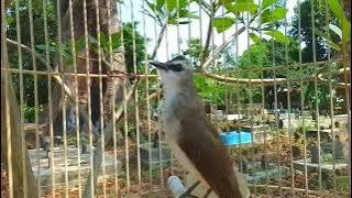 Suara burung trucukan gacor memanggil lawan pancingan trucuk betina memanggil jantan