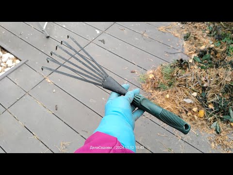 🙅‍♀️Don't clean your thujas until you watch this video!