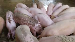 Mười Bí quyết thành công trong nuôi lợn - Tối ưu hóa dinh dưỡng và chăm sóc