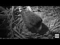 AEF NEFL Eagle Cam 1-13-20: Gabrielle Lays Her First Egg Cam Two View