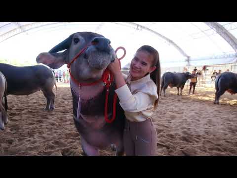 Grand Champion Female Atmosphere, 1st Mukdahan Mekong Basin Thai Buffalo Festival