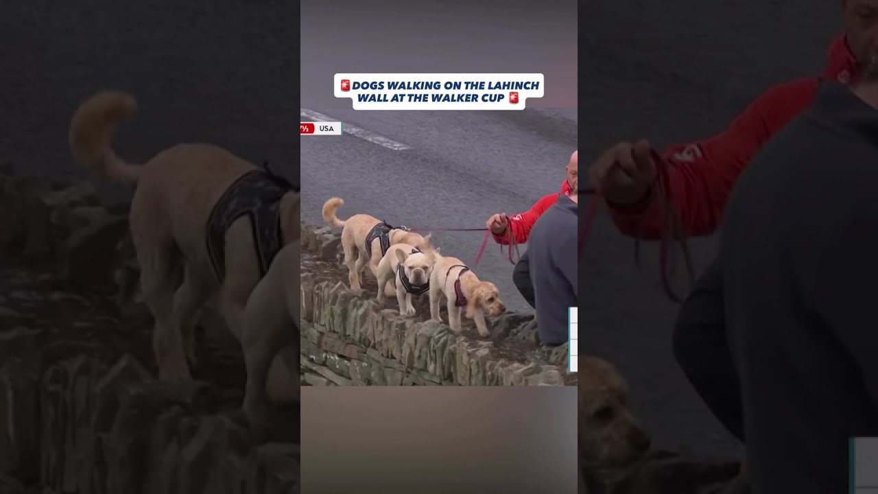🚨 DOGS AT THE WALKER CUP 🐕