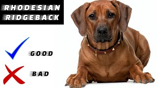 Rhodesian Ridgeback Pros And Cons | The Good And The Bad.