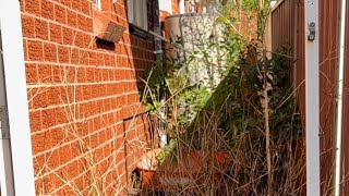 Client was SOO TIRED of looking out her windows and into these Out of control weeds