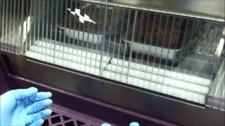 Sealing Aluminum Trays with MAP