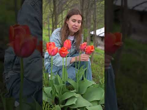 Video: Jukos augalo nukritimo priežastys – kaip atgaivinti nukritusį jukos augalą