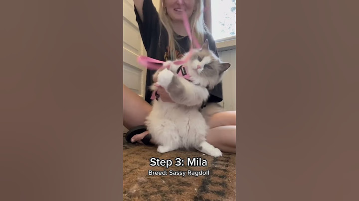Part 1 - How to walk 4 cats in the RAIN 🌧️ (Part 2 on my channel) #animals #cats #cuteanimals