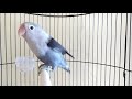 Sekali putar PANCINGAN ini lovebird mu di jamin gak mau diam.pancingan lobet paling BERISIK