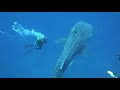 2018-0519 Whale shark at Redang Pulau Lima (Big Mouth Island)