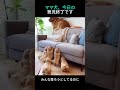 ママ犬、今日の育児終了です