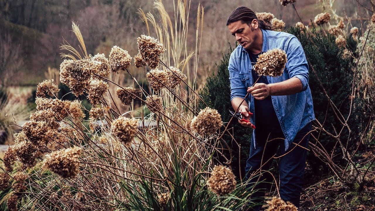 Poda de hortensias de sol (hortensias paniculatas) - Bricomanía - Jardinatis