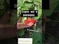 Сорти які я викинула Не сподобалася полуниця полуниця Strawberry сорти ягоди