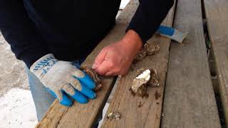 Ocean Conservancy visits the Virginia Oyster Trail