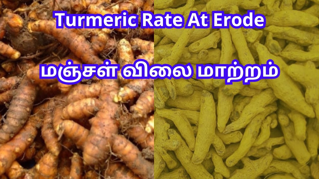Erode Mandi Turmeric Rate | ஈரோடு மஞ்சள் ஏலம் - YouTube
