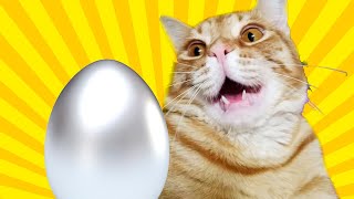 💡Опыты: КАК вместе с котиком сделать серебряное яйцо? 💡Опыты: КАК вместе с котиком сделать серебряное яйцо?