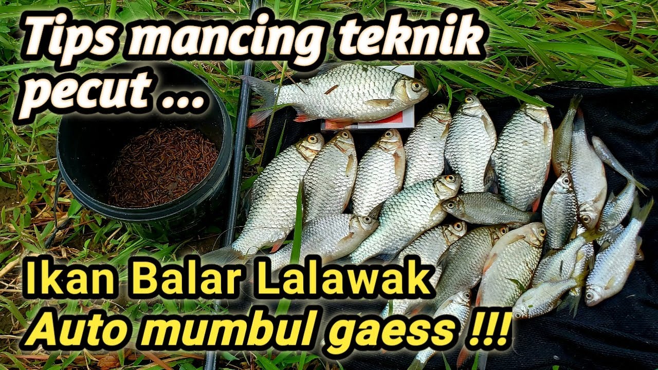Mancing ikan Balar/Lalawak/Beles_ teknik pecut