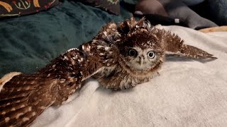 We wet the owl! And then we dry the owl! Little Owl Luchik takes a shower and your affection