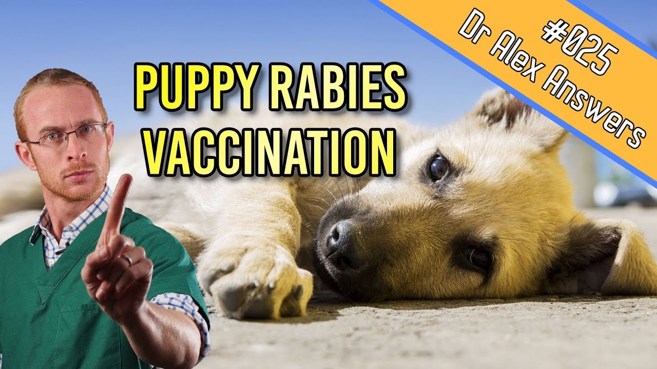 Early Puppy Rabies Vaccination - A Good Idea? - Dog Health Vet Advice