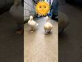 アヒル可愛いペット #duck #gachua #cute #アヒル #birds #music #animals #goose #funny #nature #mypetdn #petduck