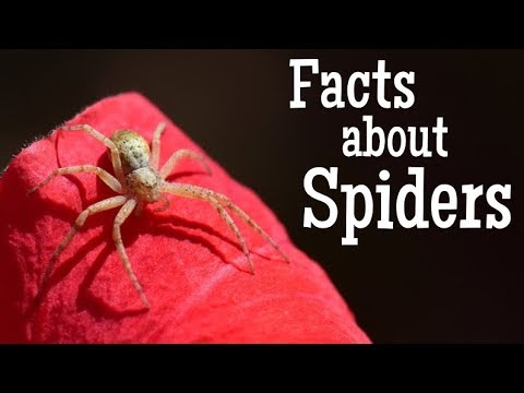 spiders kids facts