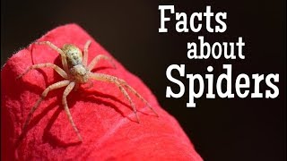Facts about Spiders for Kids | Classroom Learning Video