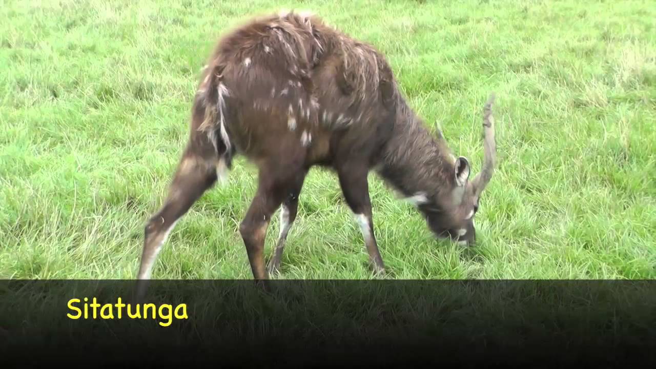 Axe Valley Wildlife Park (16th November 2013)